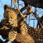 Maatskappy 8 beeld MADIKWE SAFARI SOUTH AFRICA-THE ROYAL MADIKWE Safaris in Zeerust NW
