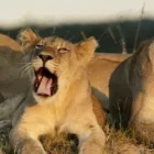 Maatskappy 4 beeld MHONDORO SAFARI LODGE & VILLA Hotels in Vaalwater LP