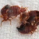 Maatskappy 2 beeld PEST CONTROL PROS Pest Control Services in Pretoria GP