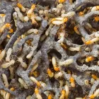 Maatskappy 6 beeld PEST CONTROL PROS Pest Control Services in Pretoria GP