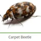 Business 1 image PEST CONTROL SPECIALISTS (TZANEEN) Tzaneen Pest control services specialists in Tzaneen ZAF