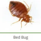 Business 14 image PEST CONTROL SPECIALISTS (TZANEEN) Tzaneen Pest control services specialists in Tzaneen ZAF