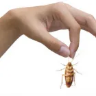 Maatskappy 4 beeld PEST MANAGERS CAPE TOWN Pest Control in Cape Town WC