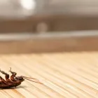 Maatskappy 5 beeld PEST MANAGERS CAPE TOWN Pest Control in Cape Town WC