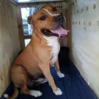 Maatskappy 9 beeld PETPORT ANIMAL TRAVEL SERVICE Transport in Sandton GP