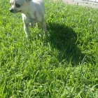 Business 3 image PETS PARADISE Pet Shops And Pet Requisites in Kempton Park GP