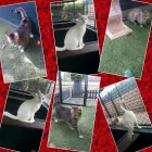 Business 5 image PETS PARADISE Pet Shops And Pet Requisites in Kempton Park GP