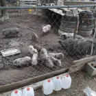 Business 2 image PIGS AND PIGLETS FOR SALE WHATSAPP +27734531381 Pork in South Cape DC WC