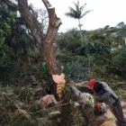 Business 3 image PRO TREE FELLING SANDTON Tree Removal in Sandton GP