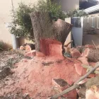 Business 8 image PRO TREE FELLING SANDTON Tree Removal in Sandton GP