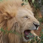 Business 15 image PROTEA HOTEL BY MARRIOTT POLOKWANE RANCH RESORT Za Hotel in Polokwane LP