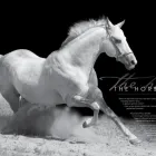 Business 6 image RAMBORABBIT.COM Website Design in Johannesburg GP