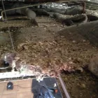 Maatskappy 1 beeld ROOF RATS Vacuum Ceiling in Johannesburg GP