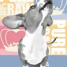 Business 2 image ROXBOX raw pet food in Cape Town WC