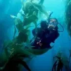 Maatskappy 3 beeld SCUBA DIVING CAPE TOWN Wreck Diving in Cape Town WC
