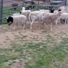 Business 1 image SHEEP AND LAMBS FOR SALE WHATSAPP +27734531381 Sheep in Durban KZN