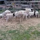 Business 2 image SHEEP AND LAMBS FOR SALE WHATSAPP +27734531381 Sheep in Durban KZN