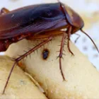 Maatskappy 1 beeld SOLID HYGIENE SOLUTIONS Pest Control in Cape Town WC