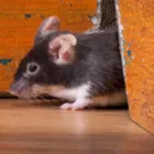 Maatskappy 3 beeld SOLID HYGIENE SOLUTIONS Pest Control in Cape Town WC