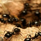 Maatskappy 4 beeld SOLID HYGIENE SOLUTIONS Pest Control in Cape Town WC