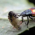 Maatskappy 5 beeld SOLID HYGIENE SOLUTIONS Pest Control in Cape Town WC