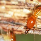 Maatskappy 2 beeld SOLID HYGIENE SOLUTIONS Pest Control in Cape Town WC