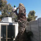 Maatskappy 1 beeld STM TREE FELLERS Tree Surgery in Cape Town WC