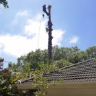 Maatskappy 5 beeld STM TREE FELLERS Tree Surgery in Cape Town WC