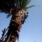 Maatskappy 7 beeld STM TREE FELLERS Tree Surgery in Cape Town WC