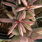 Maatskappy 1 beeld THE SUCCULENT MARKET Spekboom in Port Elizabeth EC