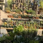 Maatskappy 2 beeld THE SUCCULENT MARKET Spekboom in Port Elizabeth EC