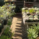 Maatskappy 3 beeld THE SUCCULENT MARKET Spekboom in Port Elizabeth EC