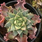 Maatskappy 4 beeld THE SUCCULENT MARKET Spekboom in Port Elizabeth EC