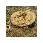 Business 4 image TREE FELLING Stellenbosch in Stellenbosch WC