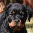 Maatskappy 2 beeld VOM EISENWACHT ROTTWEILERS Training Rottweilers in Pretoria GP