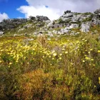 Business 6 image WARYLA SHUTTLE SERVICES Taxis in Simons Town WC