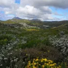 Business 12 image WARYLA SHUTTLE SERVICES Taxis in Simons Town WC