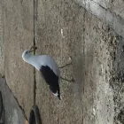 Business 13 image WARYLA SHUTTLE SERVICES Taxis in Simons Town WC