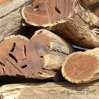 Maatskappy 4 beeld WOOD MONKEYS Sekelbos in Cape Town WC