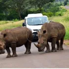 Business 5 image ZULU SAFARIS Zulu in Durban KZN
