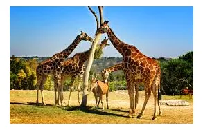 Maatskappy 1 beeld MONATENG SAFARI LODGE Accommodation - Hotels Lodges in Pretoria GP