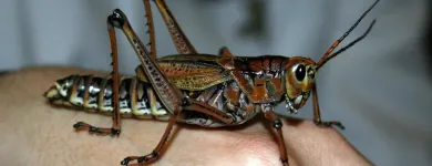 Maatskappy 1 beeld ECO SLAYER CAPE TOWN wasp control in Cape Town WC