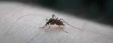 Maatskappy 2 beeld ECO SLAYER CAPE TOWN wasp control in Cape Town WC