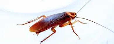 Maatskappy 3 beeld ECO SLAYER CAPE TOWN wasp control in Cape Town WC