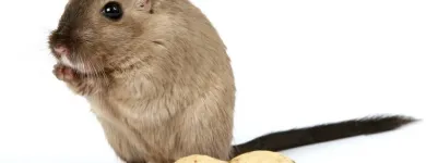 Maatskappy 4 beeld ECO SLAYER CAPE TOWN wasp control in Cape Town WC