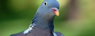 Maatskappy 5 beeld ECO SLAYER CAPE TOWN wasp control in Cape Town WC