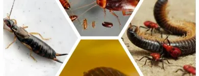 Maatskappy 8 beeld ECO SLAYER CAPE TOWN wasp control in Cape Town WC