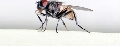 Maatskappy 10 beeld ECO SLAYER CAPE TOWN wasp control in Cape Town WC