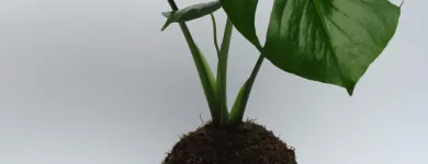 Business 1 image NUNO Interior Designers in Cape Town WC