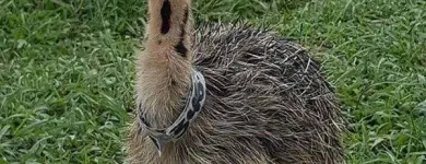 Business 1 image OSTRICH CHICKS & FERTILE EGGS FOR SALE WHATSAPP +27734531381 Poultry Supplies in Camelot NC